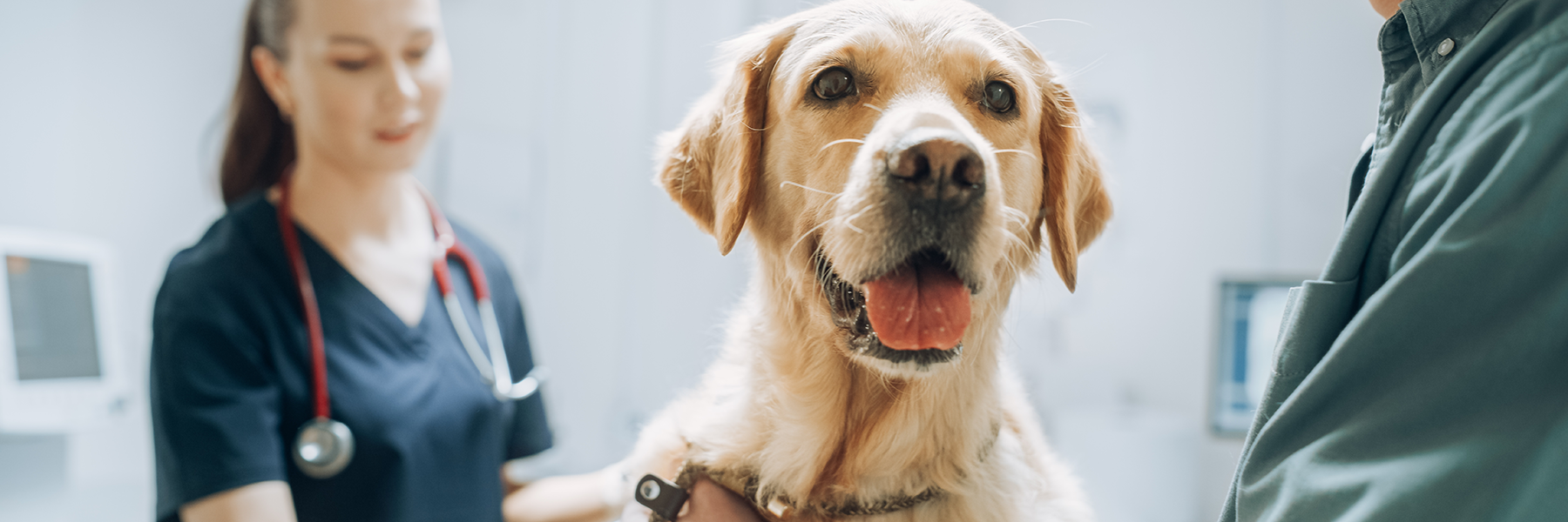 Golden retriever at a vet clinic, representing pets benefiting from medicine delivered securely by a packaging company.