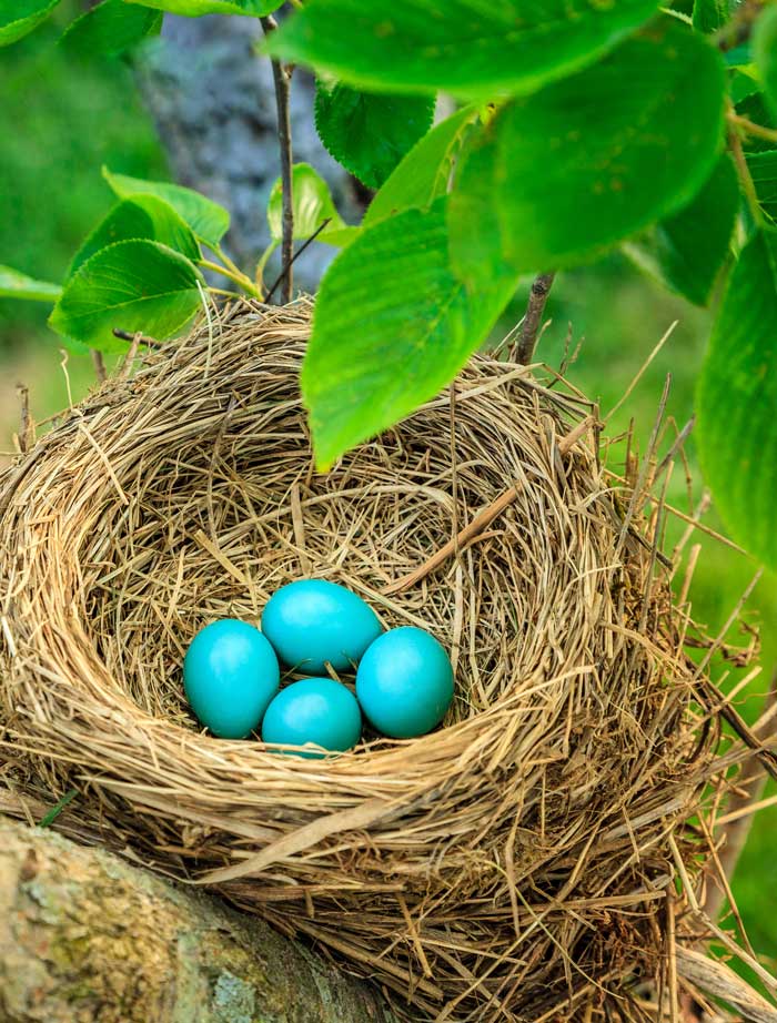 Bird nest representing sustainability in Pregis 2023 ESG Report