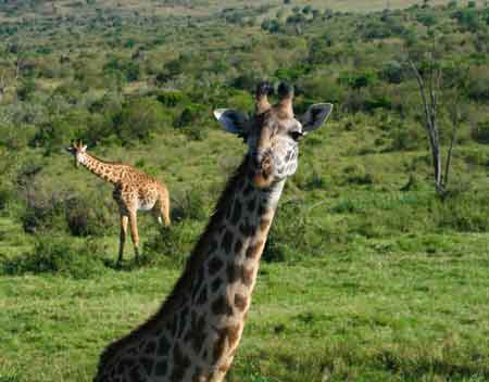 Giraffe